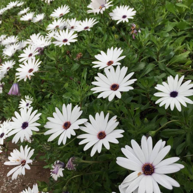 Cape Marguerite Dimorphotheca ecklonis